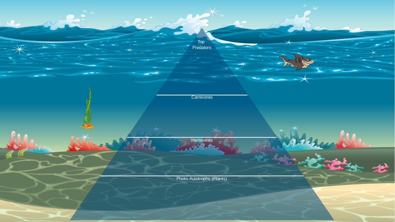 Ocean Ecological Pyramid