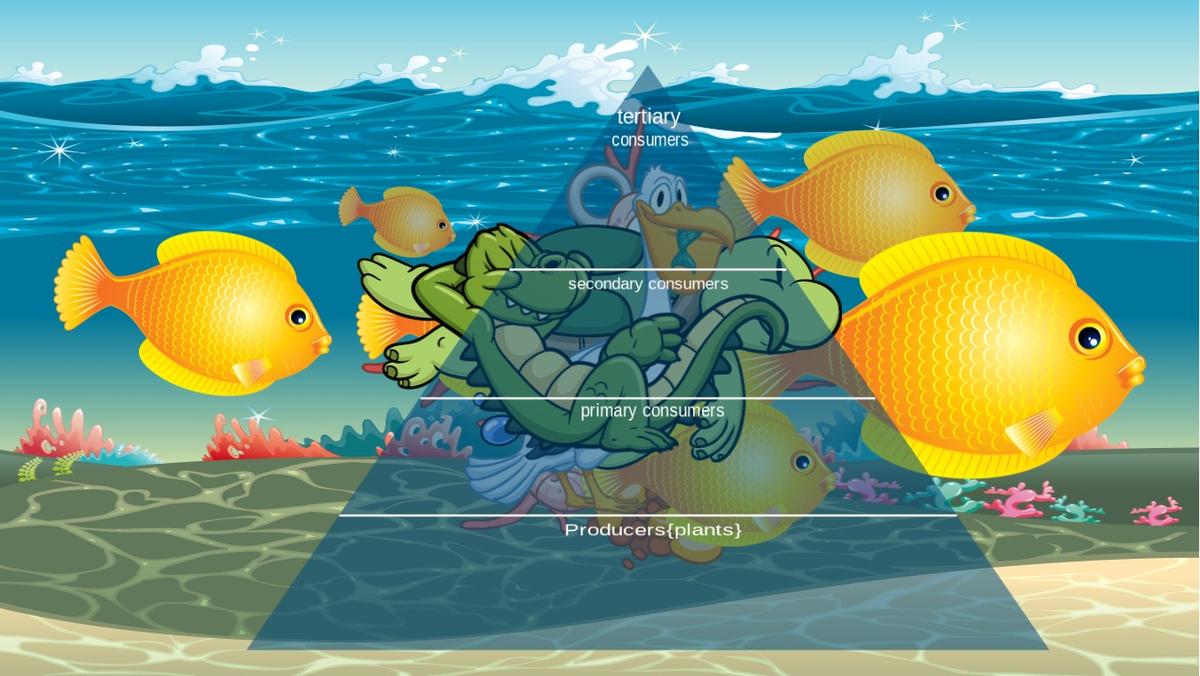 Ocean Ecological Pyramid