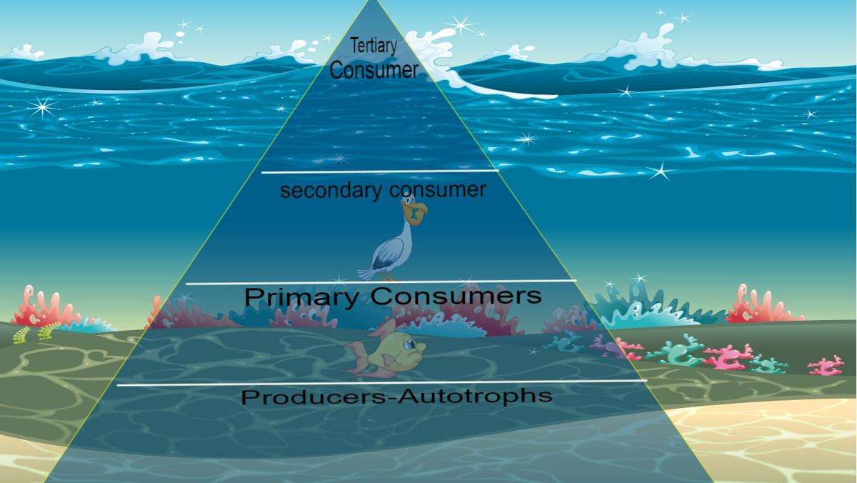 Ocean Ecological Pyramid