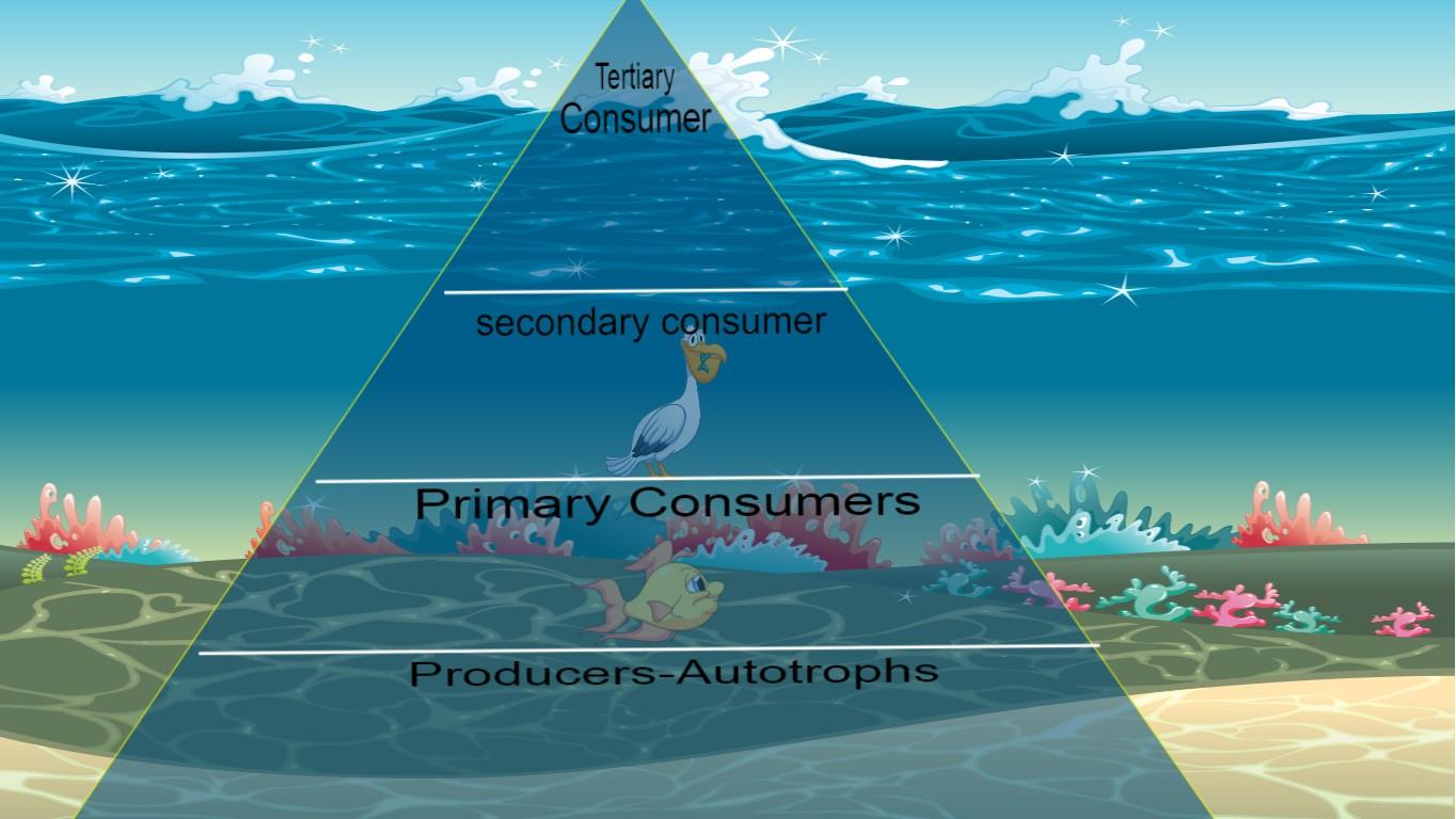 Ocean Ecological Pyramid