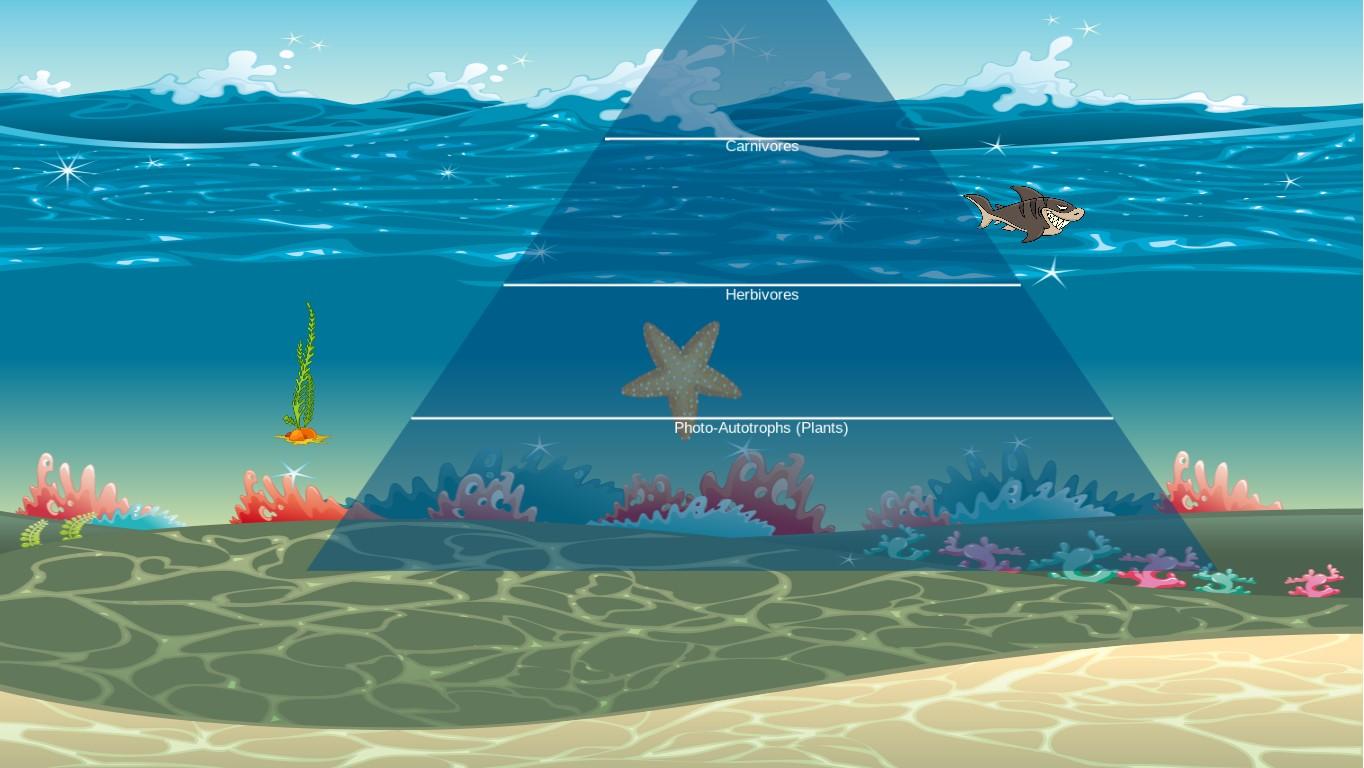 Ocean Ecological Pyramid