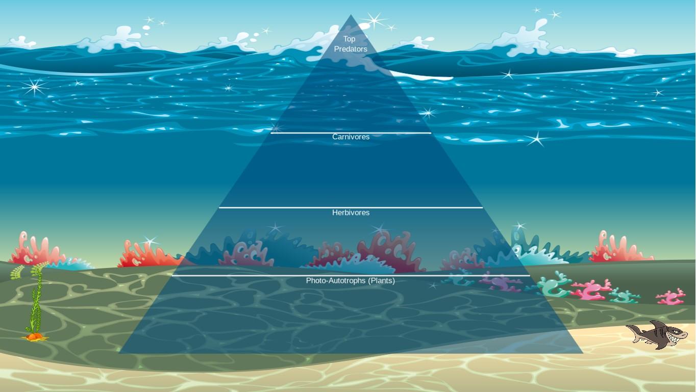 Ocean Ecological Pyramid