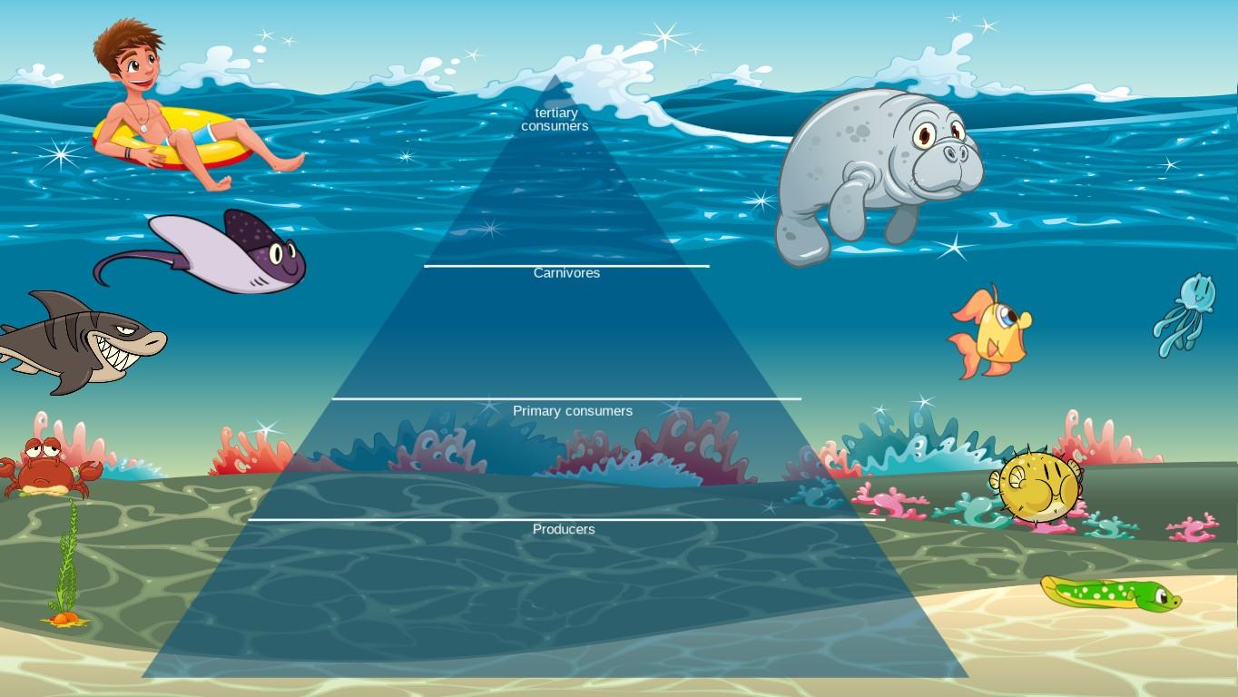 Ocean Ecological Pyramid