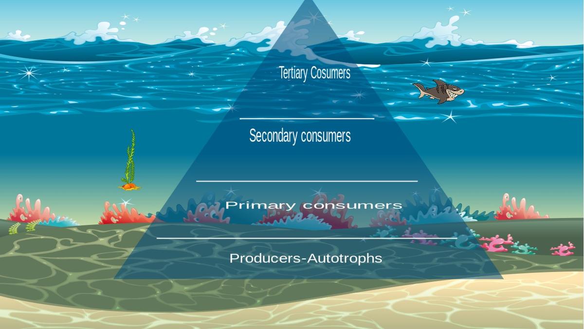 Ocean Ecological Pyramid
