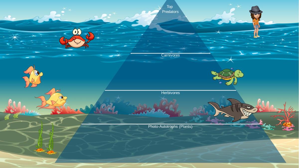 Ocean Ecological Pyramid