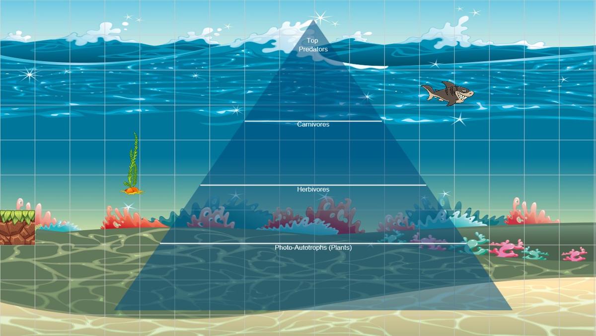 Ocean Ecological Pyramid