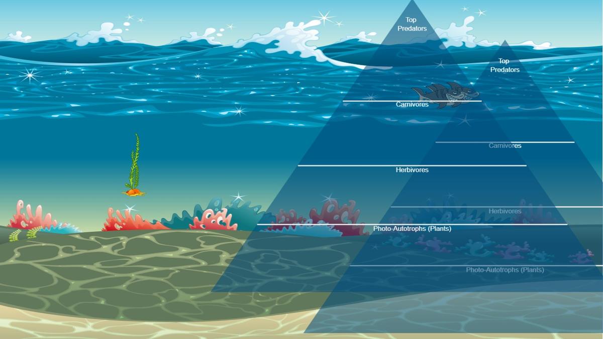 Ocean Ecological Pyramid