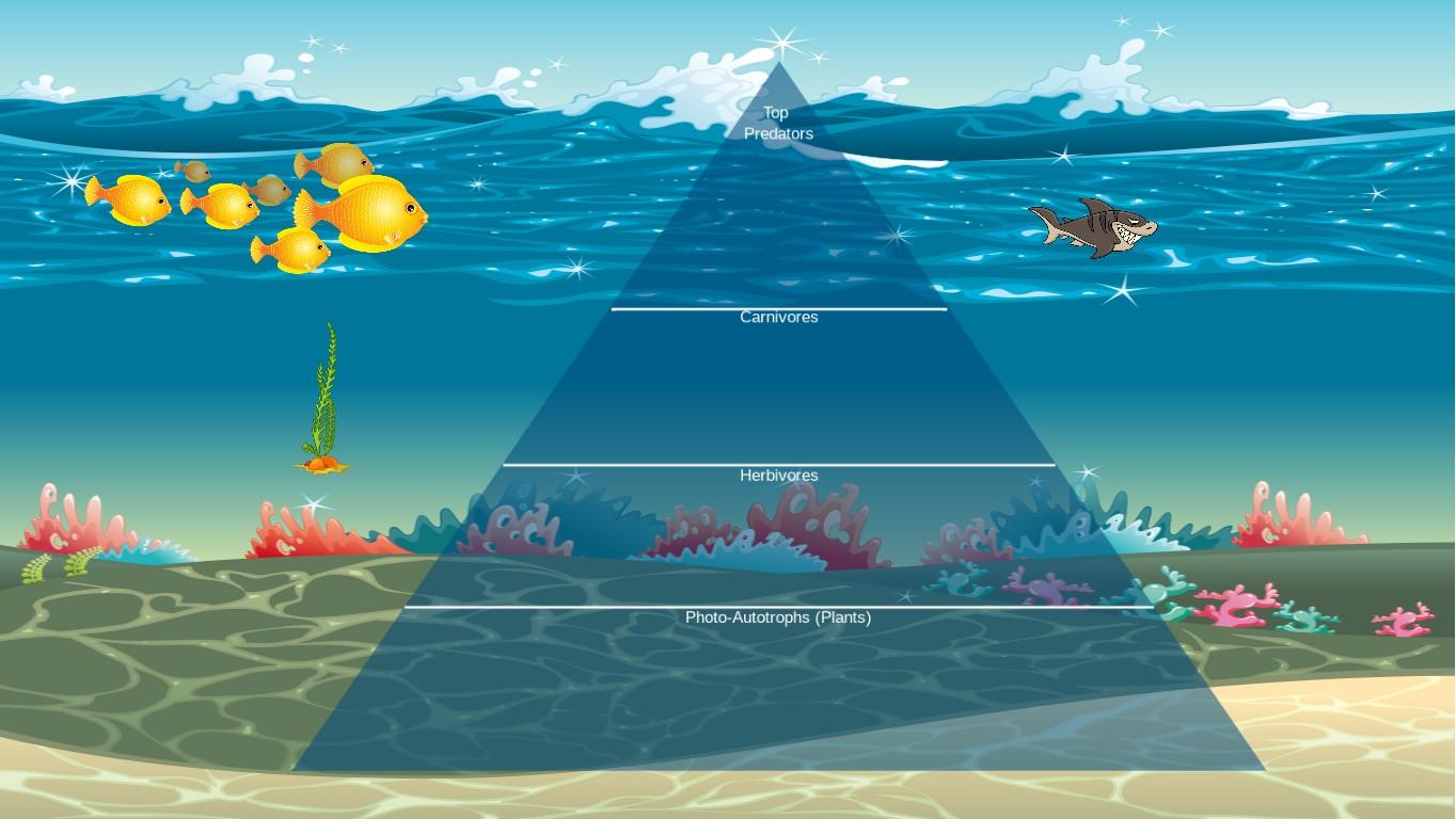 Ocean Ecological Pyramid