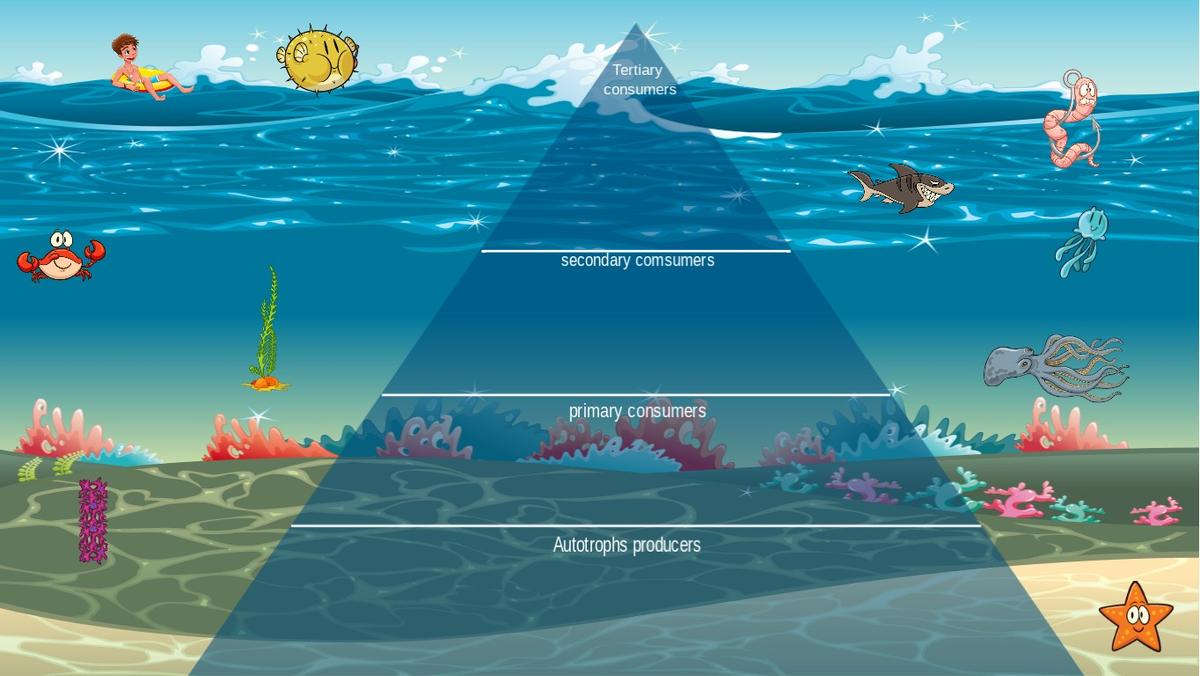 Ocean Ecological Pyramid