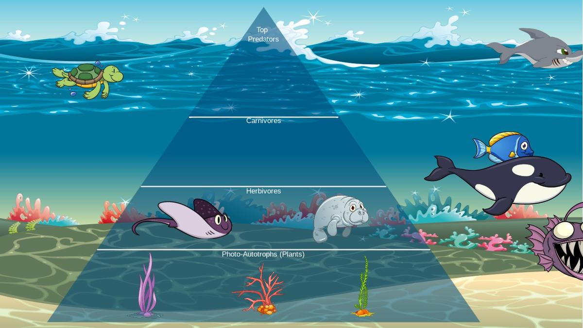 Ocean Ecological Pyramid