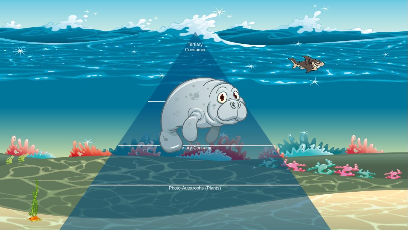 Ocean Ecological Pyramid