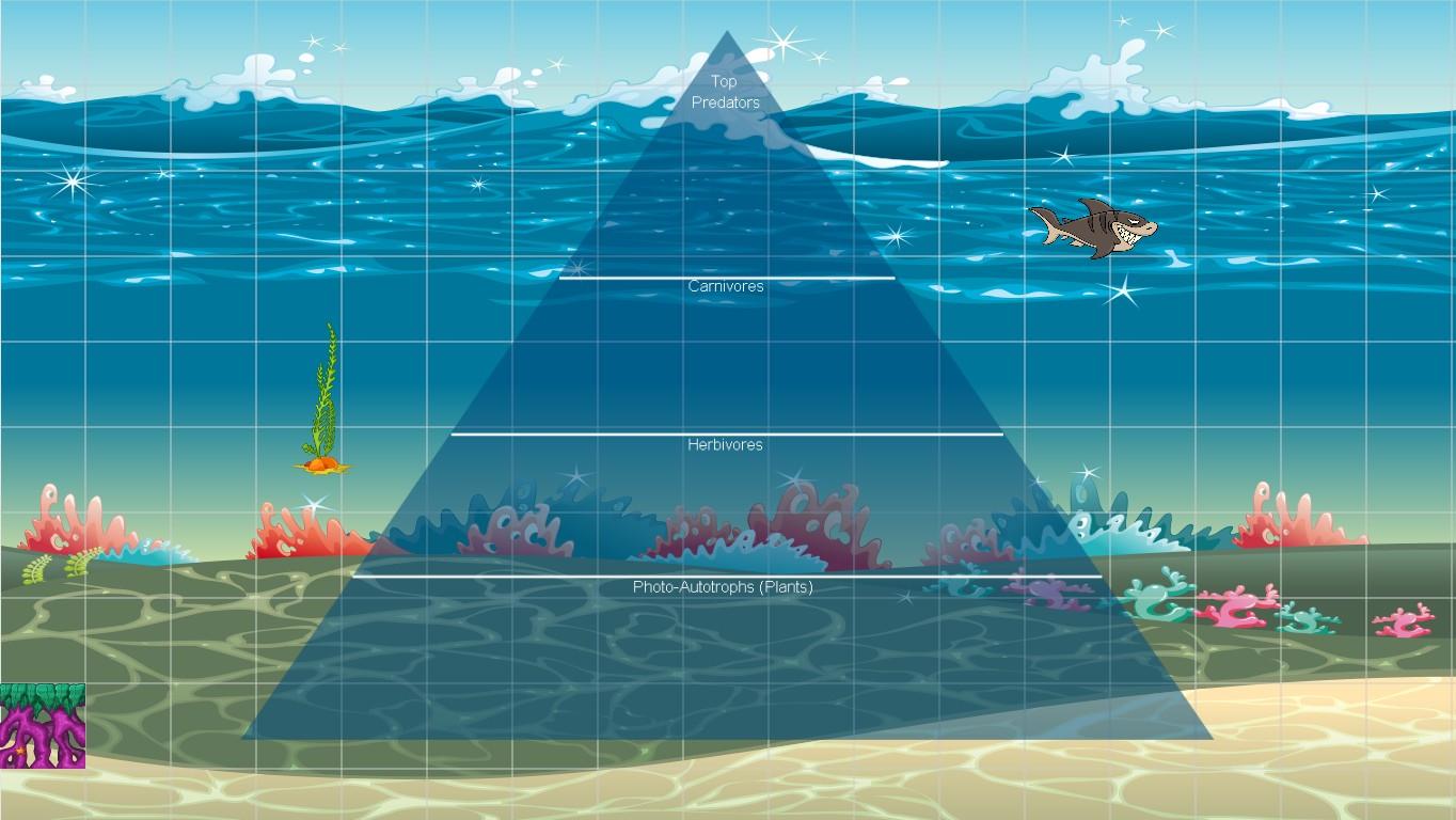 Ocean Ecological Pyramid