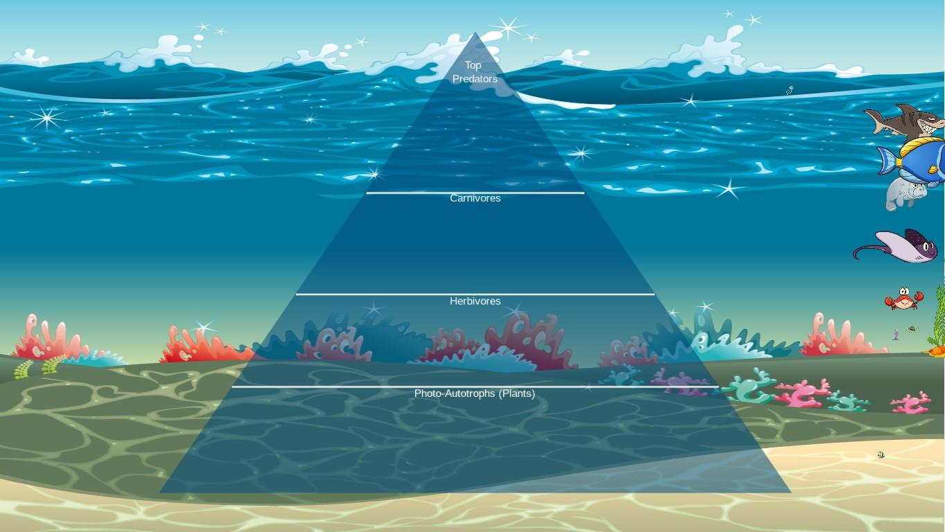 Ocean Ecological Pyramid