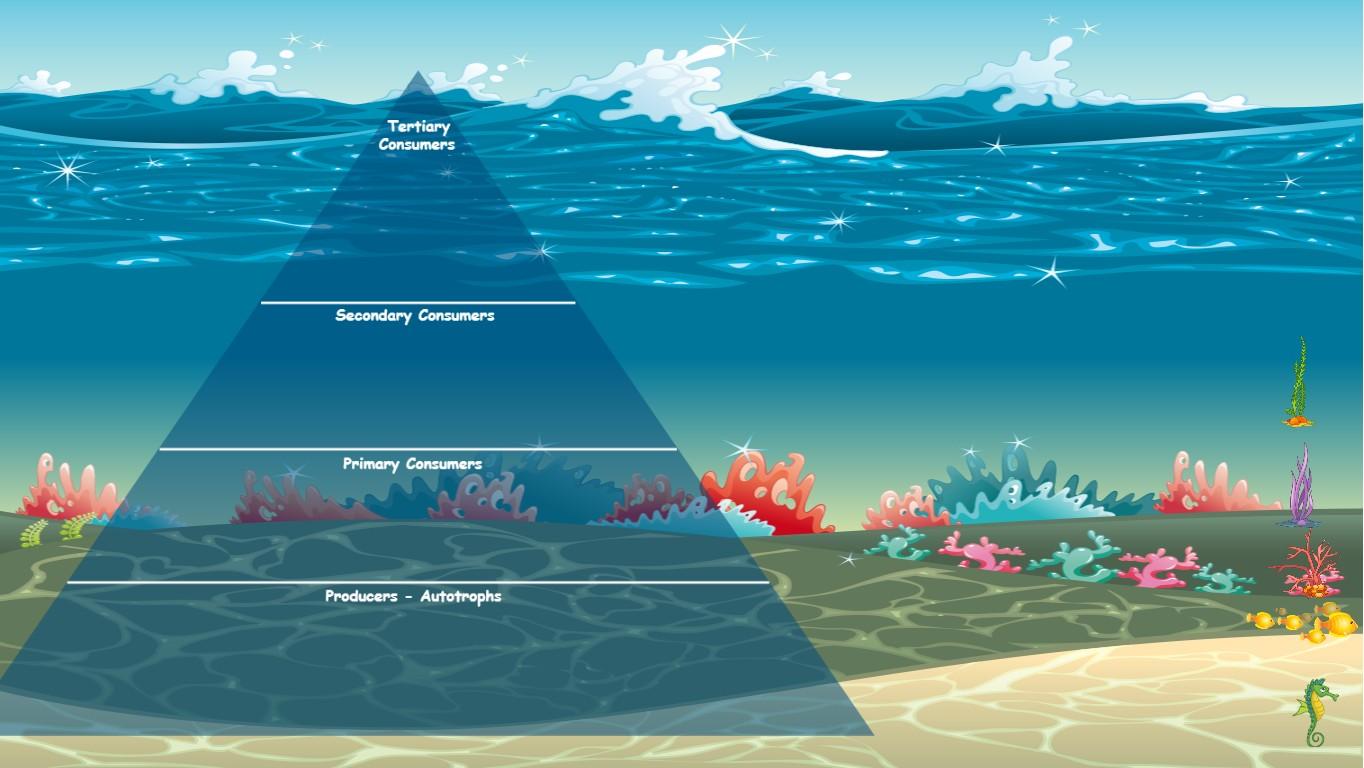 Ocean Ecological Pyramid