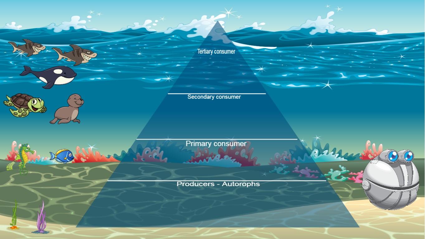 Ocean Ecological Pyramid