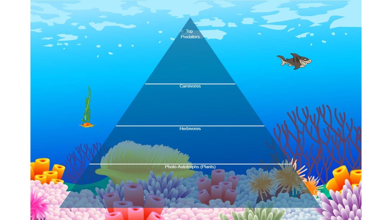 Ocean Ecological Pyramid
