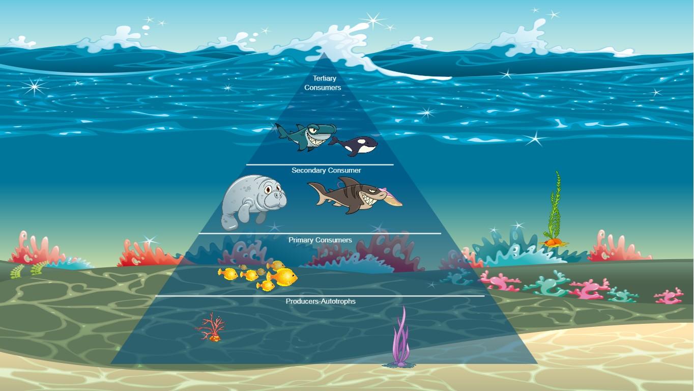 Ocean Ecological Pyramid