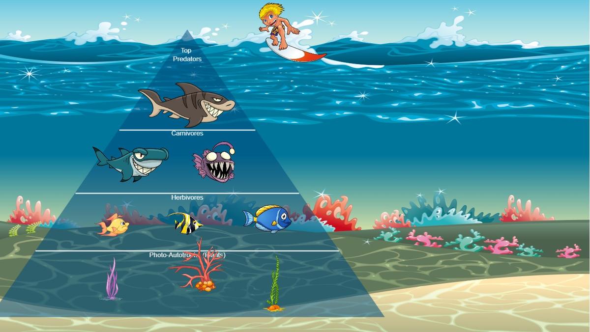 Ocean Ecological Pyramid