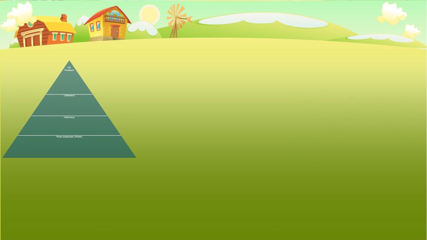 Ocean Ecological Pyramid