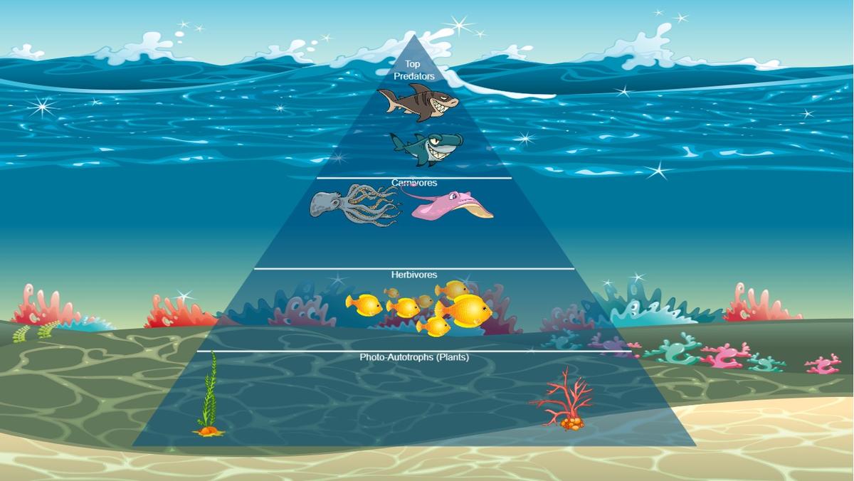 Ocean Ecological Pyramid