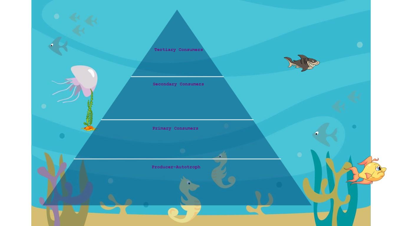 Ocean Ecological Pyramid