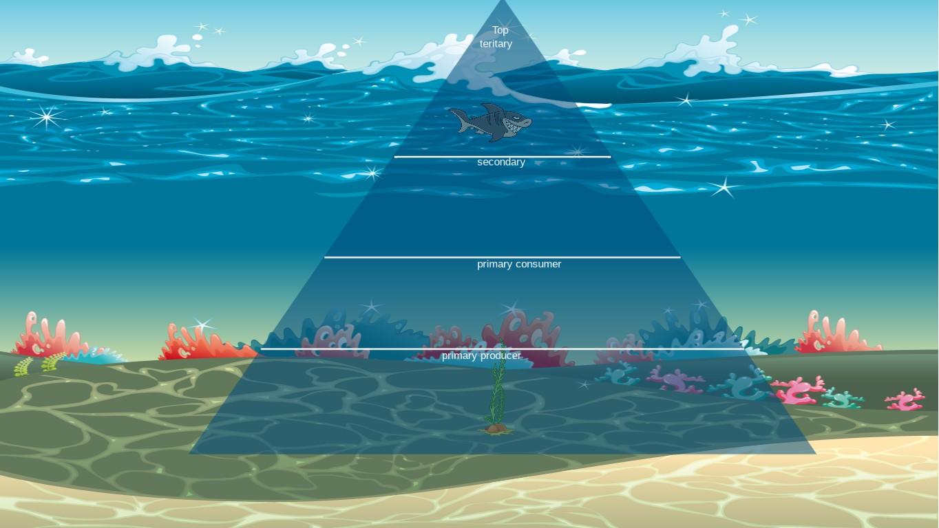 Ocean Ecological Pyramid