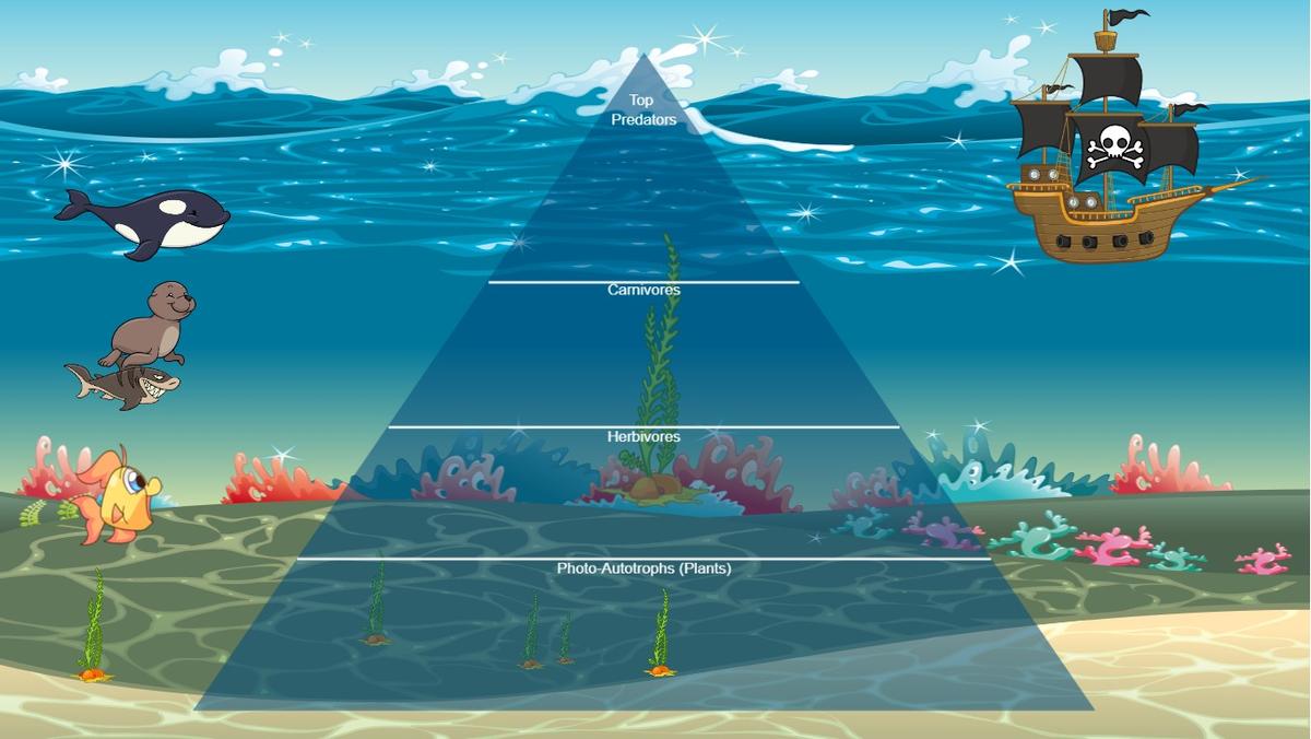 Ocean Ecological Pyramid