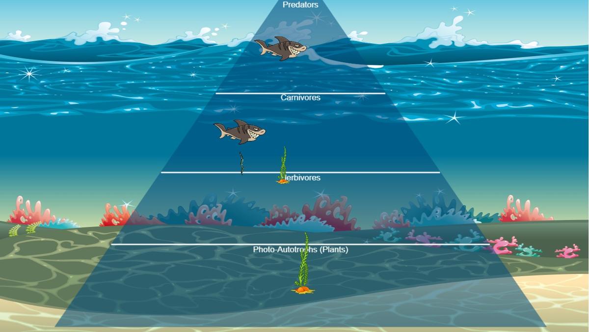 Ocean Ecological Pyramid