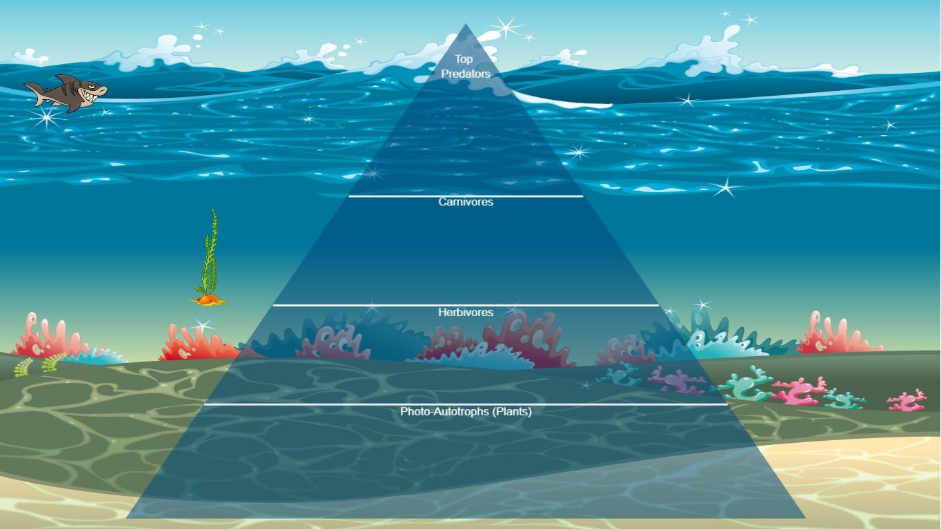 Ocean Ecological Pyramid