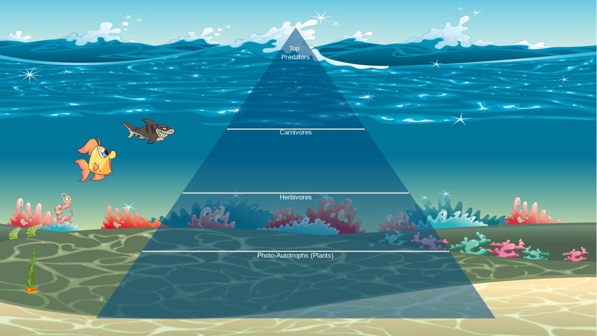 Ocean Ecological Pyramid