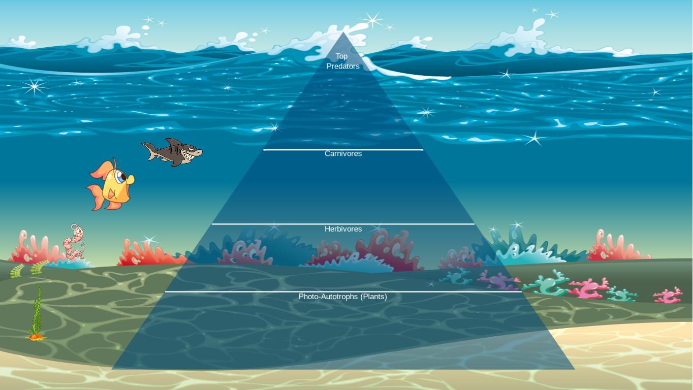 Ocean Ecological Pyramid