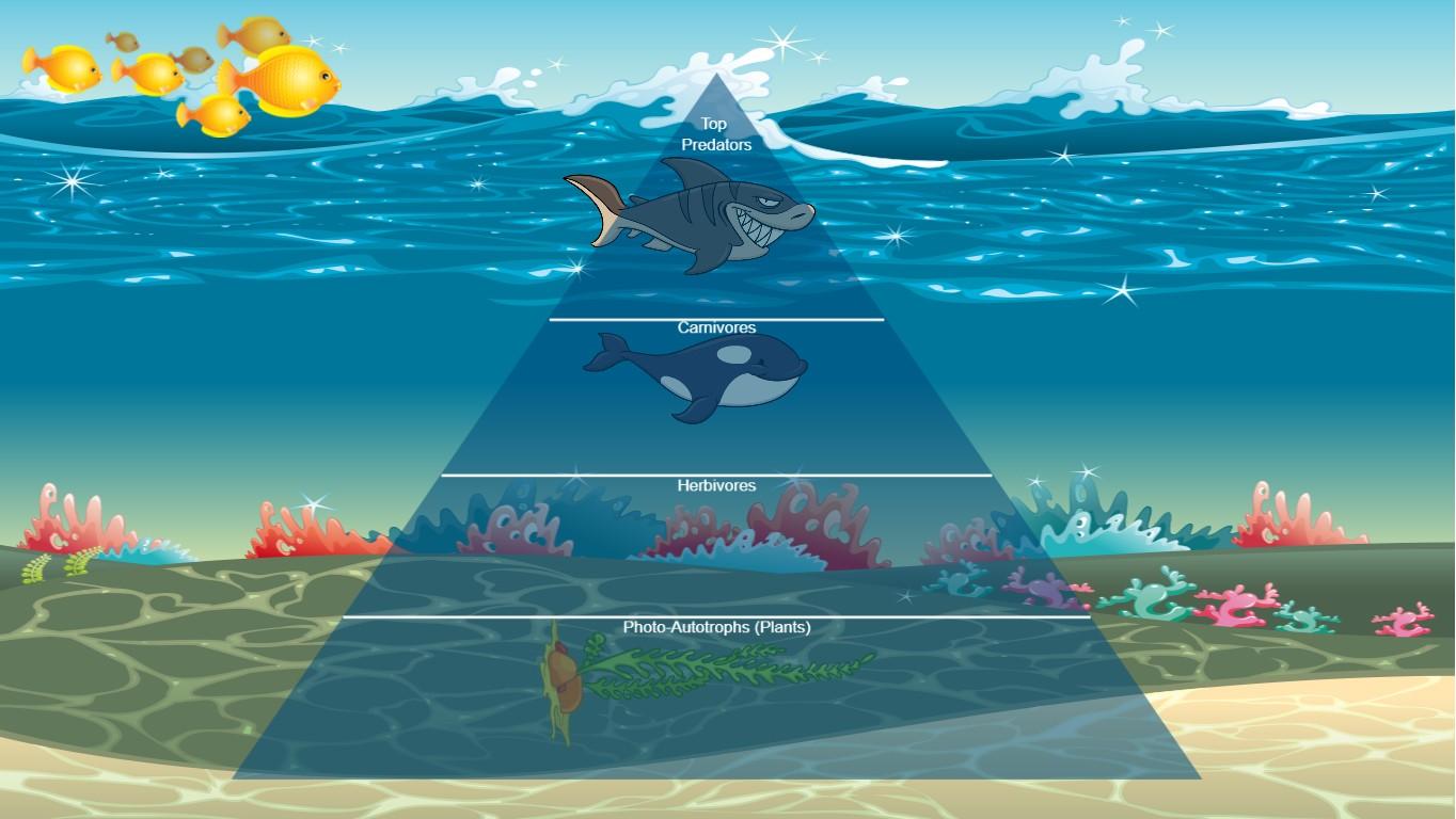 Ocean Ecological Pyramid
