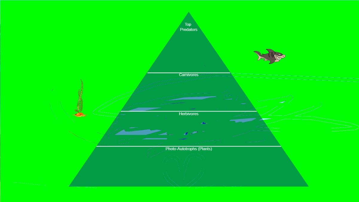 Ocean Ecological Pyramid