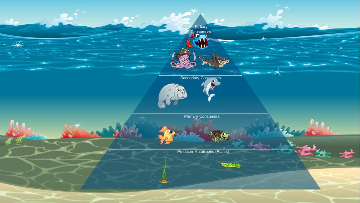 Ocean Ecological Pyramid