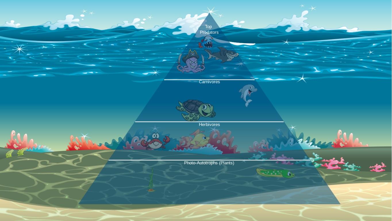 Ocean Ecological Pyramid