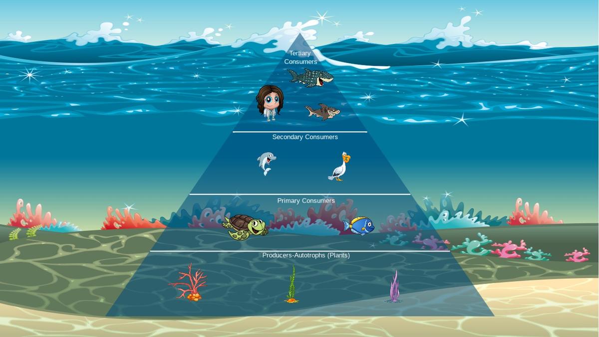 Ocean Ecological Pyramid