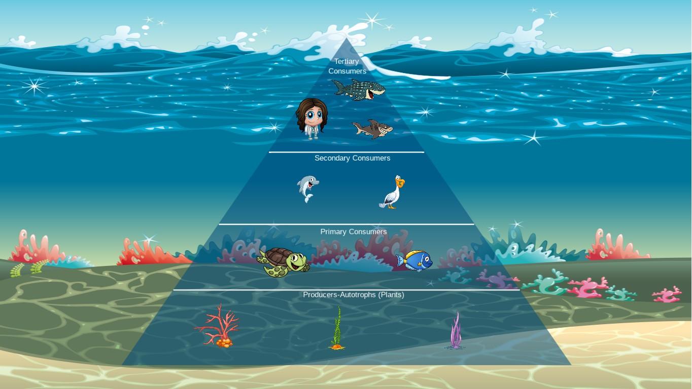 Ocean Ecological Pyramid