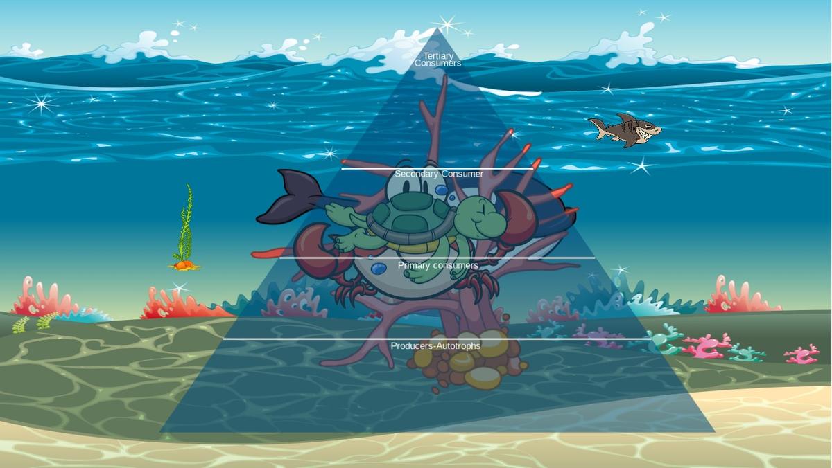 Ocean Ecological Pyramid