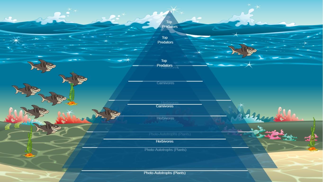 Ocean Ecological Pyramid