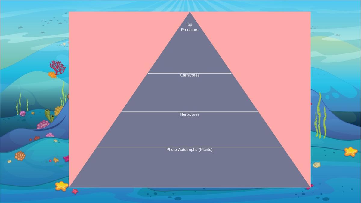 Ocean Ecological Pyramid