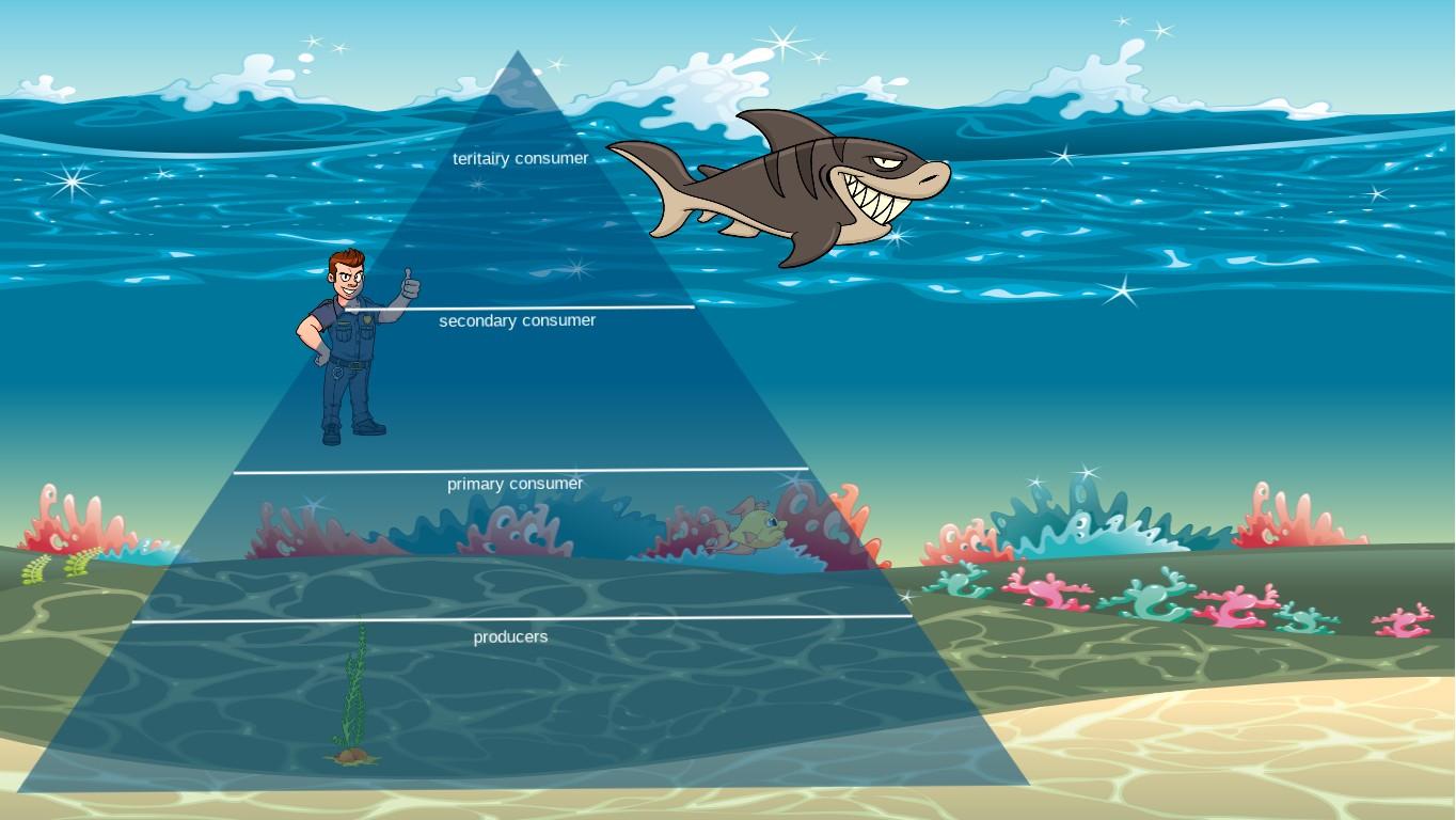 Ocean Ecological Pyramid