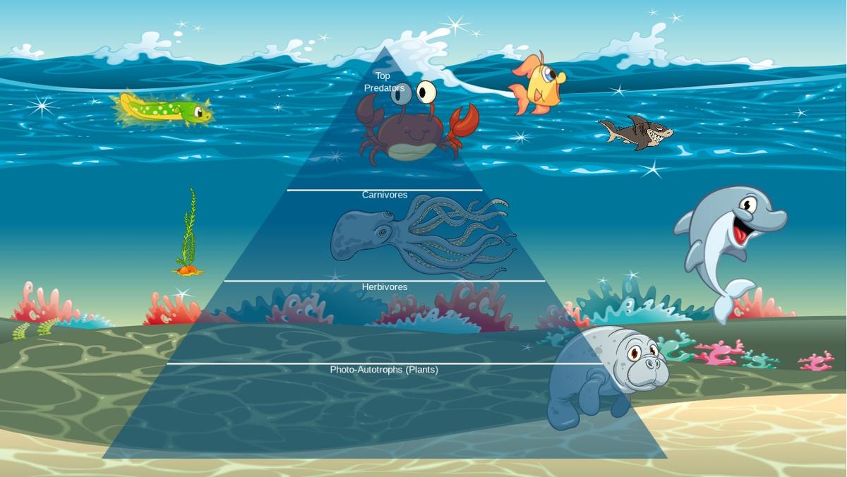 Ocean Ecological Pyramid