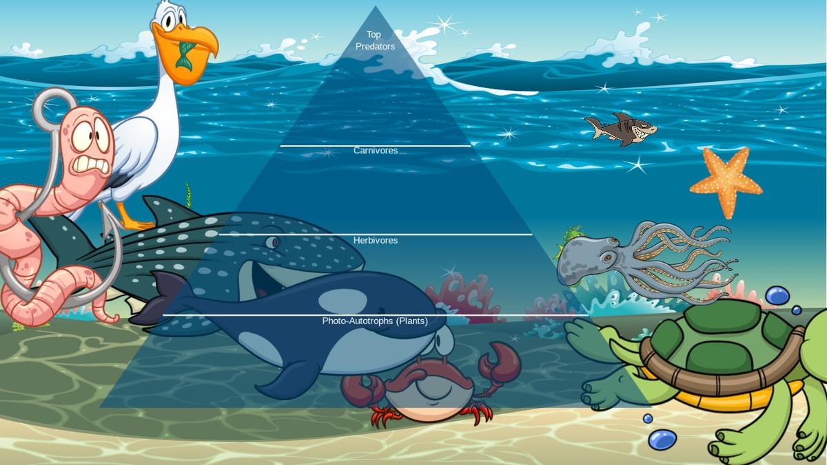 Ocean Ecological Pyramid
