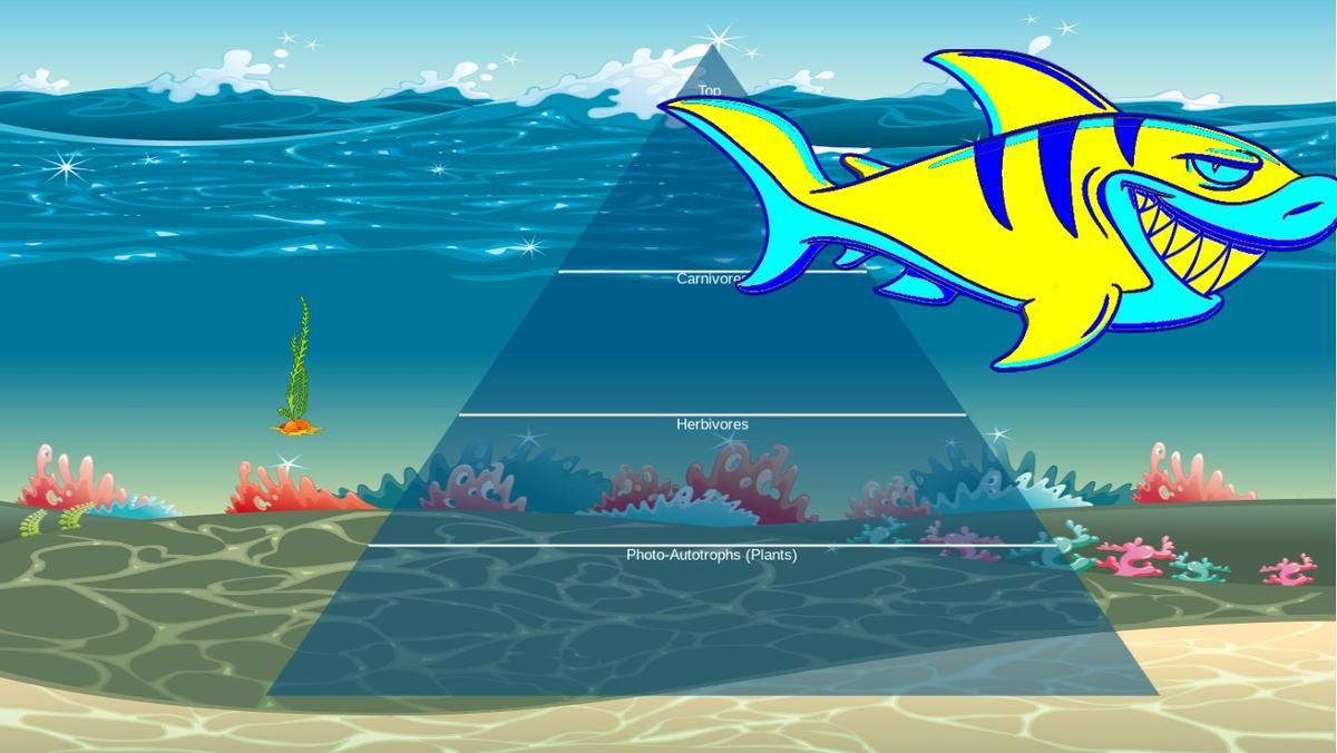 Ocean Ecological Pyramid