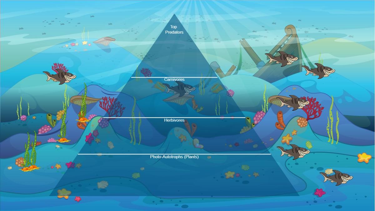 Ocean Ecological Pyramid