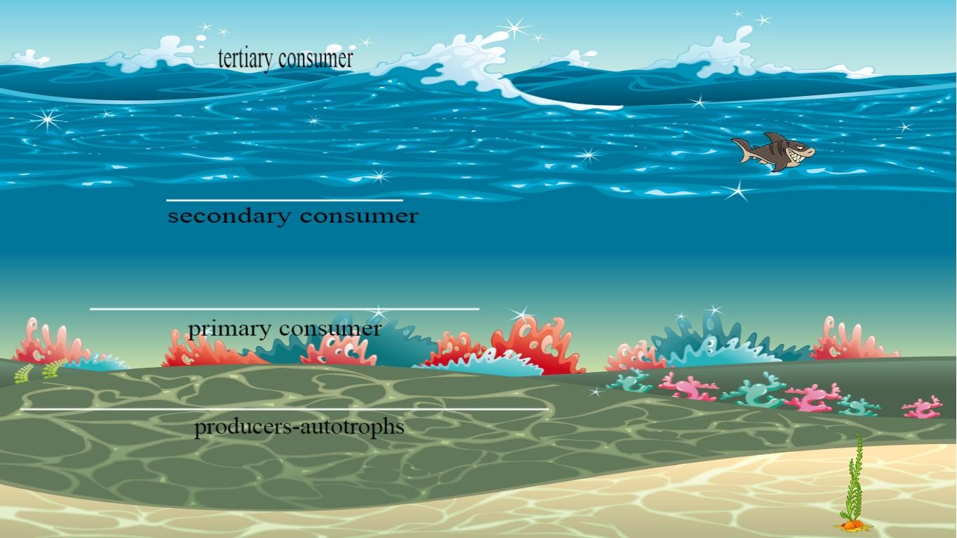 Ocean Ecological Pyramid