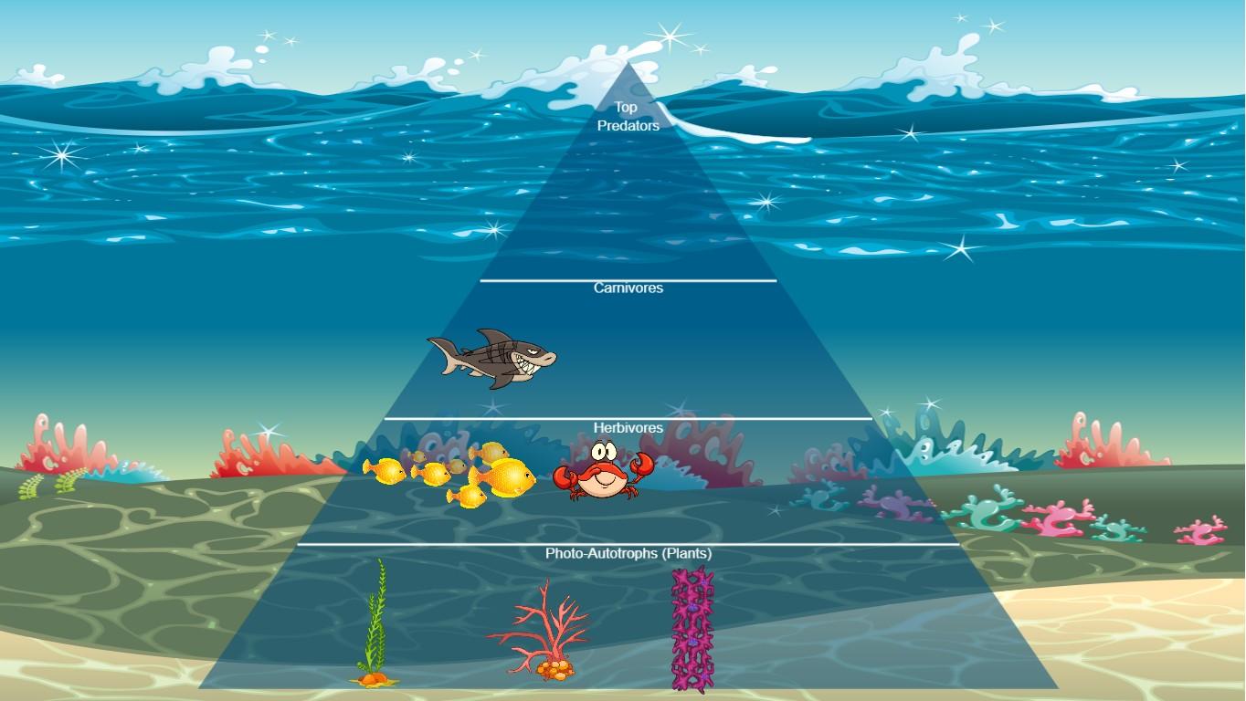 Ocean Ecological Pyramid