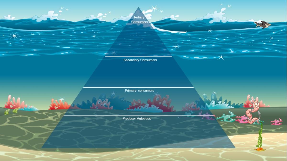 Ocean Ecological Pyramid