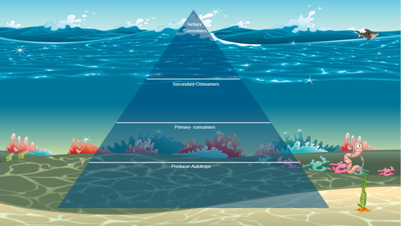 Ocean Ecological Pyramid