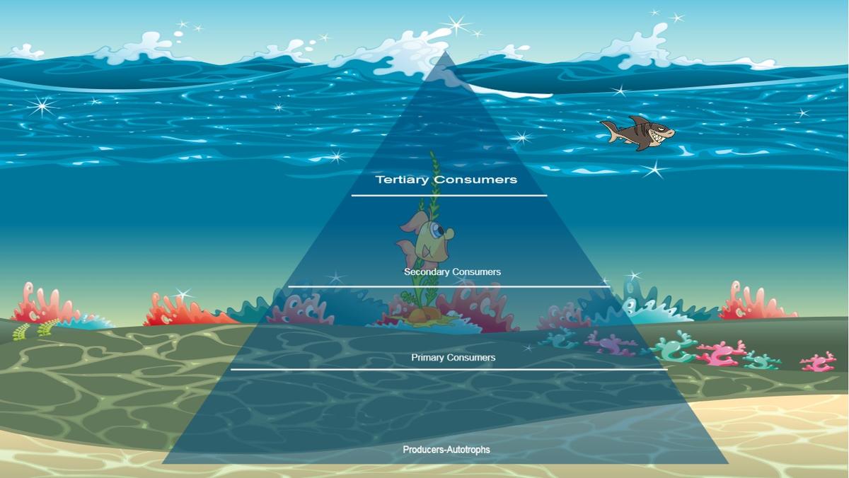 Ocean Ecological Pyramid